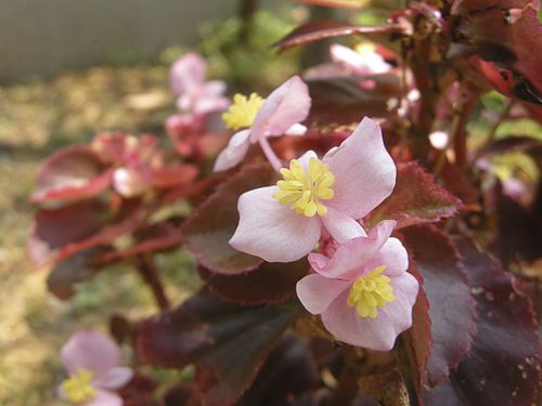 Begonia sparreana